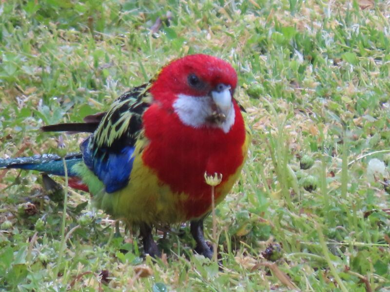 File:Eastern rosellla.JPG